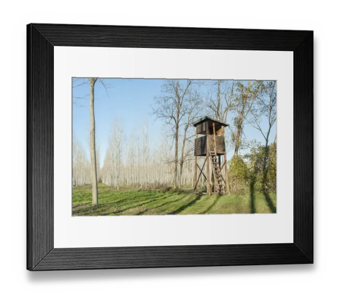 Framed Print : Raised shed hunting for deer in the middle of a forest of poplars