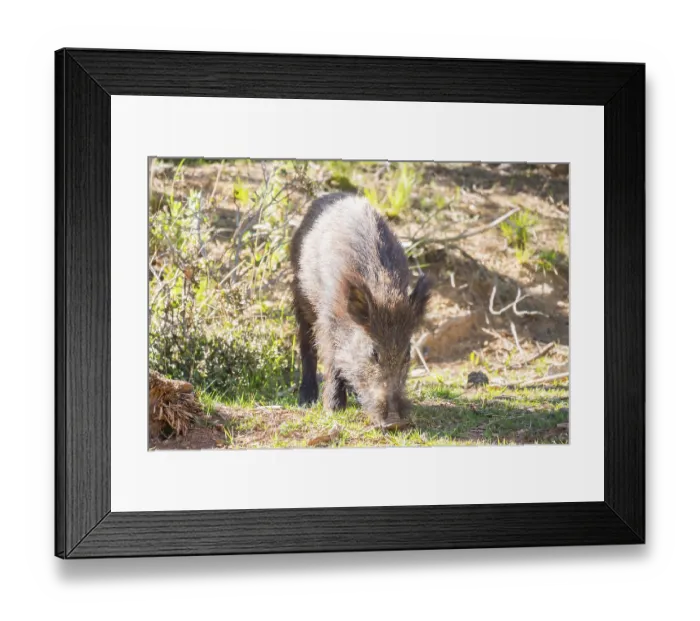 Framed Print : Wild boar in the forest, Cazorla, Jaen, Spain Framed Print : Wild boar in the forest, Cazorla, Jaen, Spain