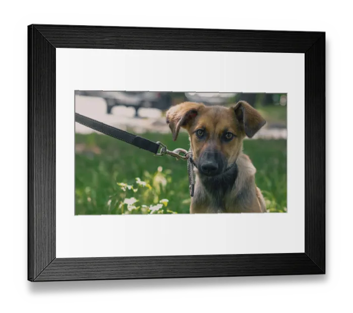 Framed Print : Outbred puppy in a collar on a leash walks on the street in the summer at sunny day