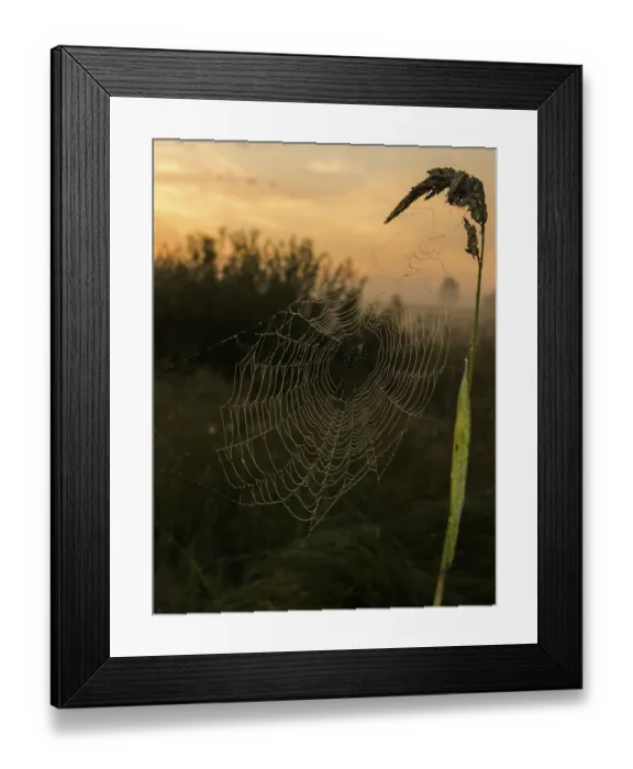 Framed Print : Catching a spider net in the grass against the sunset Framed Print : Catching a spider net in the grass against the sunset