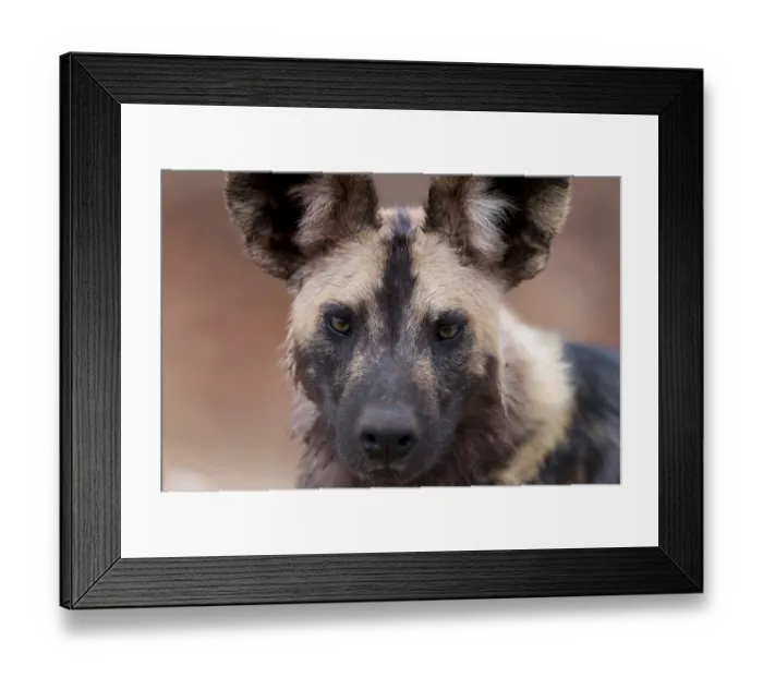 Framed Print : African wild dog in the wilderness of Africa Framed Print : African wild dog in the wilderness of Africa