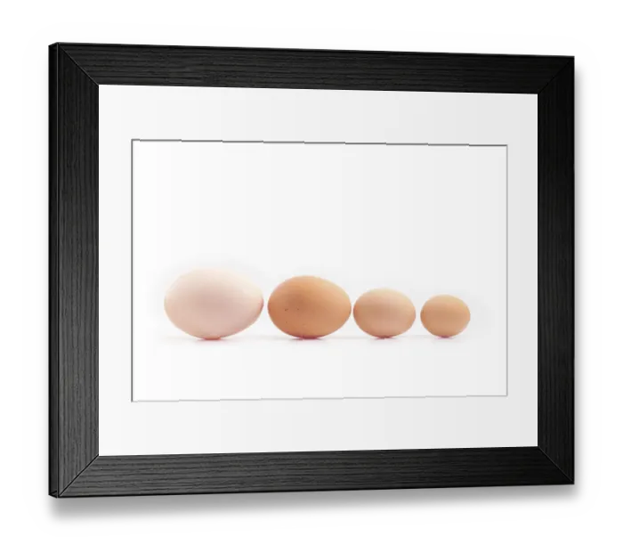 Framed Print : Eggs - four chicken eggs of different sizes lined up Framed Print : Eggs - four chicken eggs of different sizes lined up