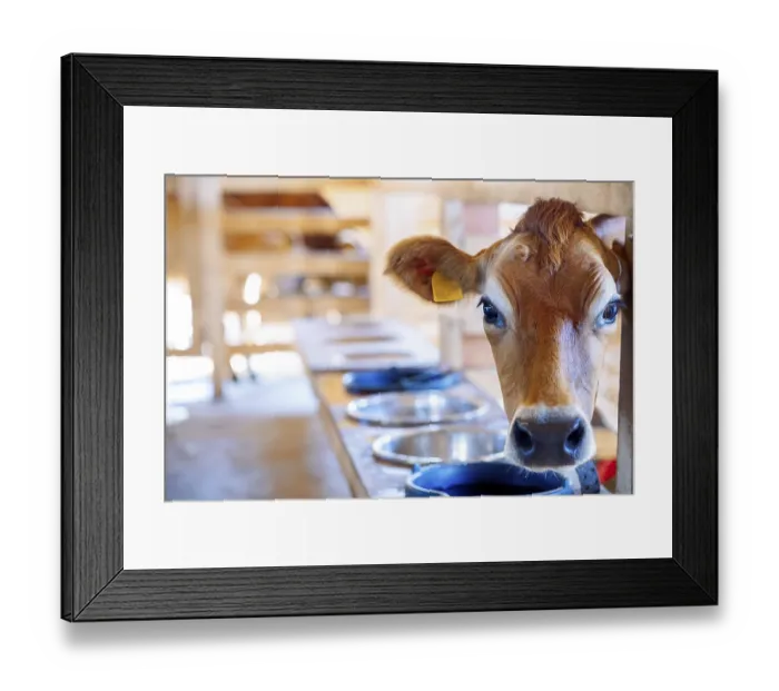 Framed Print : Close-up portrait of cow. Cows eat hay and water at barn