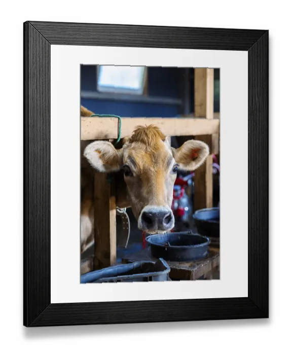 Framed Print : Close-up portrait of cow. Cows eat hay and water at barn