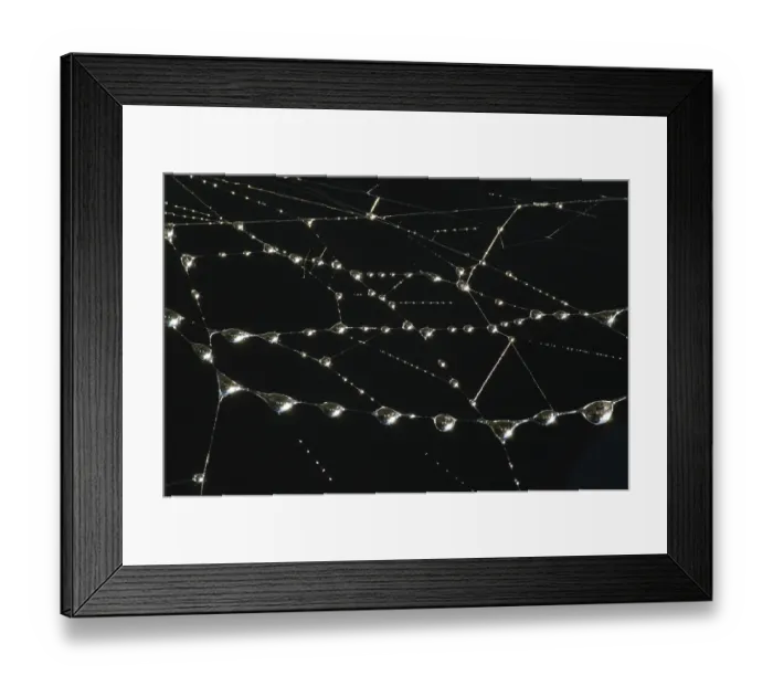 Framed Print : Drops of dew on the web in the early morning