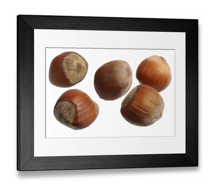 Framed Print : Several of hazelnuts on a white background Framed Print : Several of hazelnuts on a white background