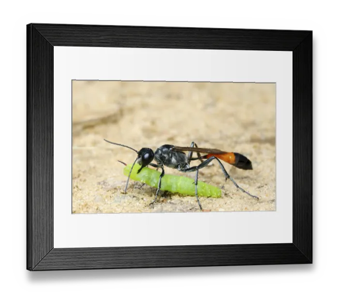 Framed Print : The wasp Ammophila sabulosa with prey