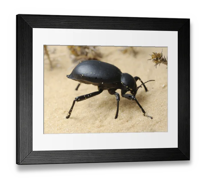 Framed Print : Darkling beetle in the desert, Israel