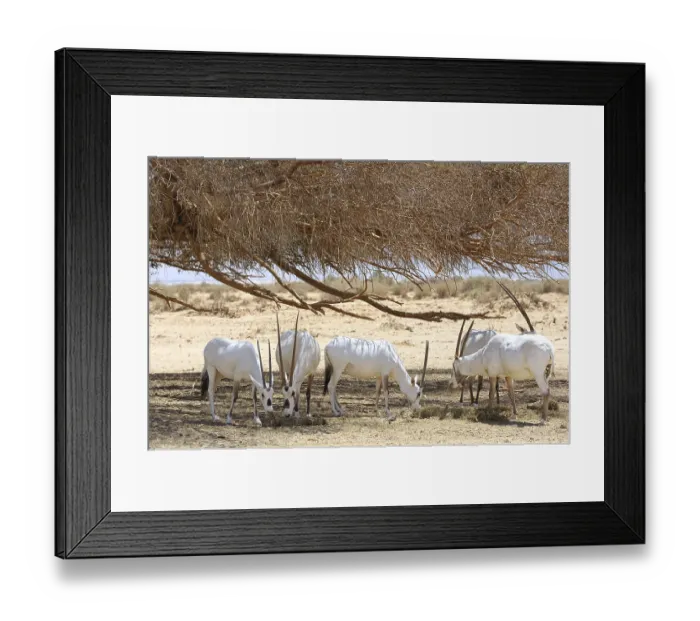 Framed Print : Oryx herd in the reserve Hai-Bar Yotvata in southern Israel