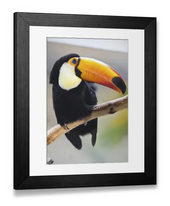 Framed Print : Cute exotic toucan with huge beak sitting on small stick