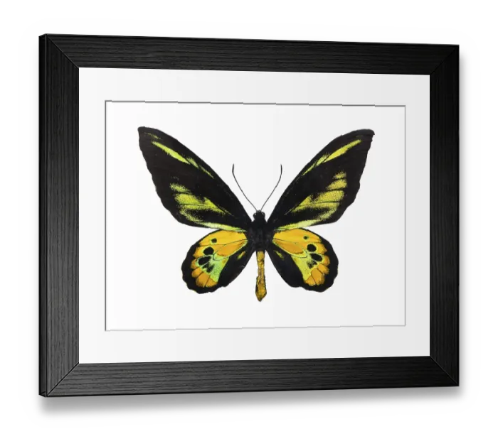 Framed Print : Beautiful tropical butterfly Rothschild's Birdwing isolated on white background Beautiful tropical butterfly Framed Print : Beautiful tropical butterfly Rothschild's Birdwing isolated on white background Beautiful tropical butterfly