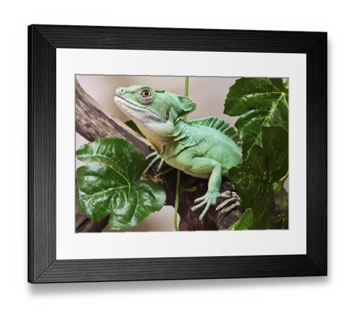 Framed Print : Beautiful close up photo of lizard Plumed basilisk