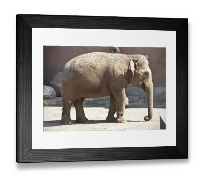 Framed Print : Beautiful photo of huge gray elephant walking in zoo Framed Print : Beautiful photo of huge gray elephant walking in zoo