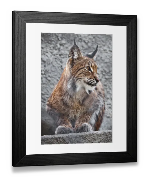 Framed Print : Beautiful photo of graceful big cat Lynx