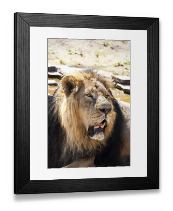 Framed Print : King of animals - African male lion in zoo Framed Print : King of animals - African male lion in zoo