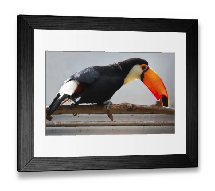 Framed Print : Cute exotic toucan with huge beak sitting on small stick Framed Print : Cute exotic toucan with huge beak sitting on small stick