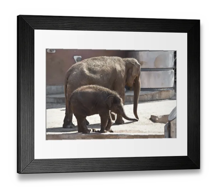 Framed Print : Beautiful photo of huge gray elephant walking in zoo Framed Print : Beautiful photo of huge gray elephant walking in zoo