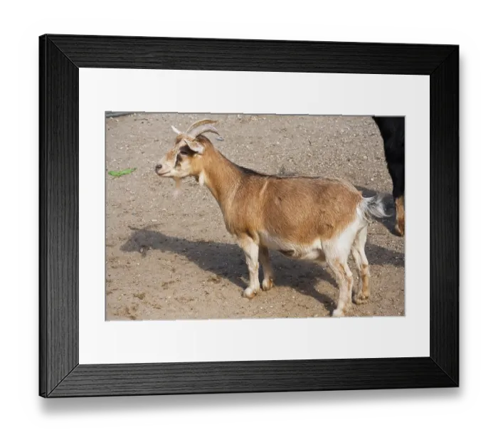 Framed Print : Nice close-up portrait of cute baby goat