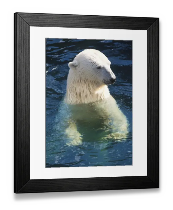 Framed Print : Nice photo of cute white polar bear Framed Print : Nice photo of cute white polar bear