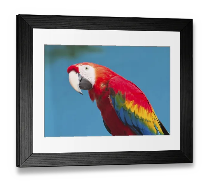 Framed Print : Beautiful photo of tropical parrot Ara macao or Scarlet Macaw Framed Print : Beautiful photo of tropical parrot Ara macao or Scarlet Macaw