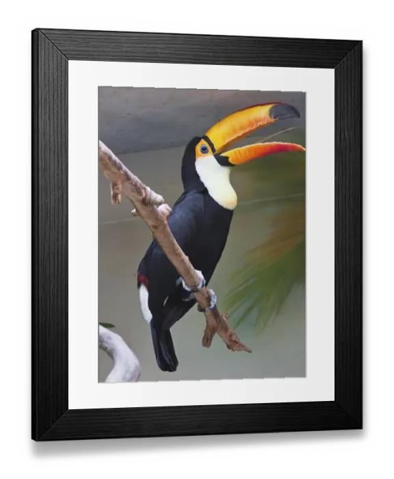 Framed Print : Cute exotic toucan with huge beak sitting on small stick