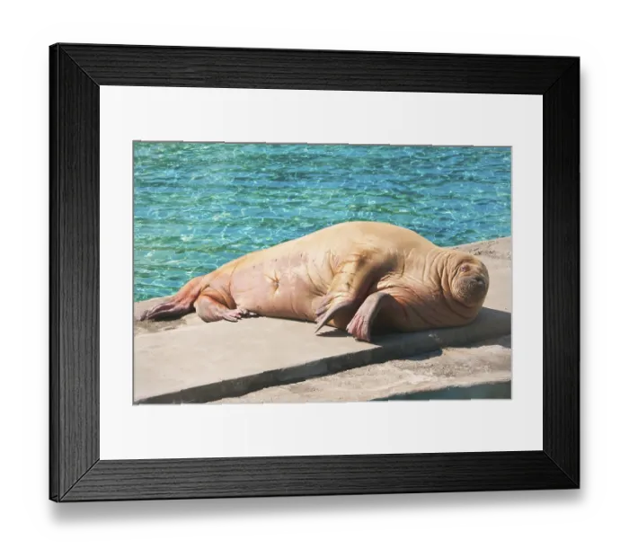 Framed Print : Fat and heavy sea mammal Walrus in zoo Framed Print : Fat and heavy sea mammal Walrus in zoo