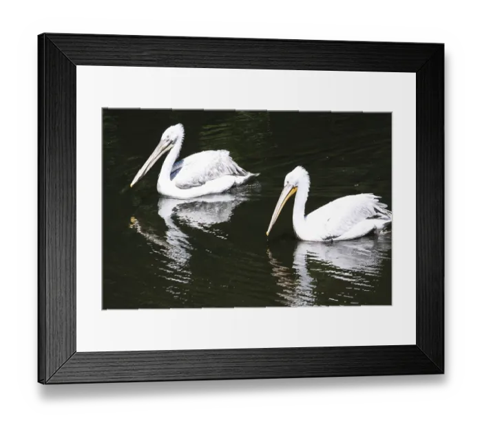 Framed Print : Beautiufl close up photo of cute white pelicans