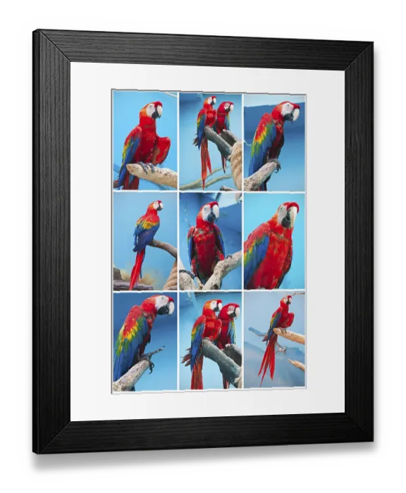 Framed Print : Beautiful photos of tropical parrots Ara macao or Scarlet Macaw
