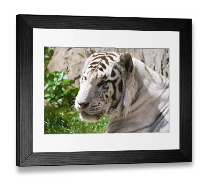 Framed Print : Beautiful close-up portrait of majestic White Tiger