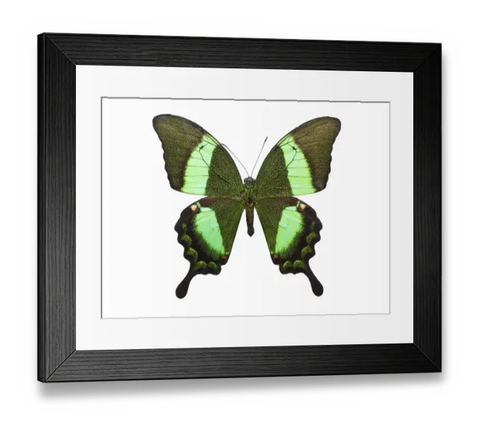 Framed Print : Beautiful tropical butterfly Papilio Palinurus isolated on white background Framed Print : Beautiful tropical butterfly Papilio Palinurus isolated on white background