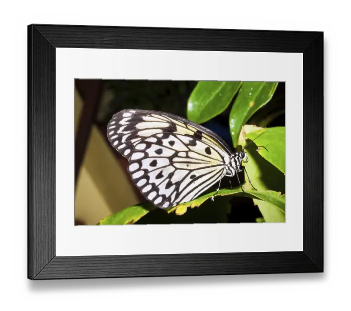 Framed Print : Macro photo of butterfly sitting on flower Framed Print : Macro photo of butterfly sitting on flower