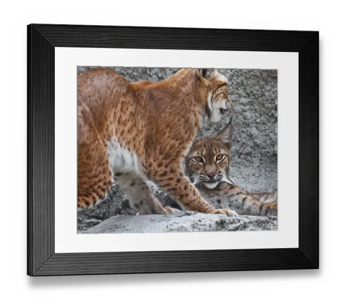 Framed Print : Beautiful photo of graceful big cat Lynx