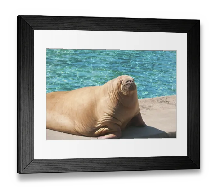 Framed Print : Fat and heavy sea mammal Walrus in zoo