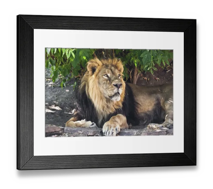Framed Print : King of animals - African male lion in zoo Framed Print : King of animals - African male lion in zoo