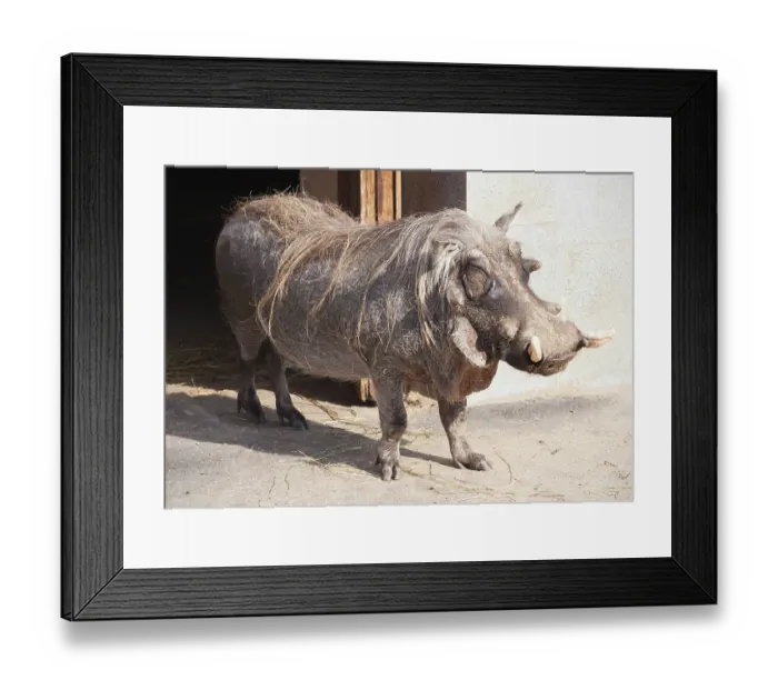 Framed Print : Portrait of big ugly Warthog resting in zoo