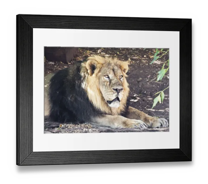 Framed Print : King of animals - African male lion in zoo