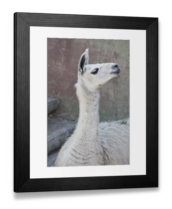 Framed Print : Funny close-up portrait of llama in zoo Framed Print : Funny close-up portrait of llama in zoo