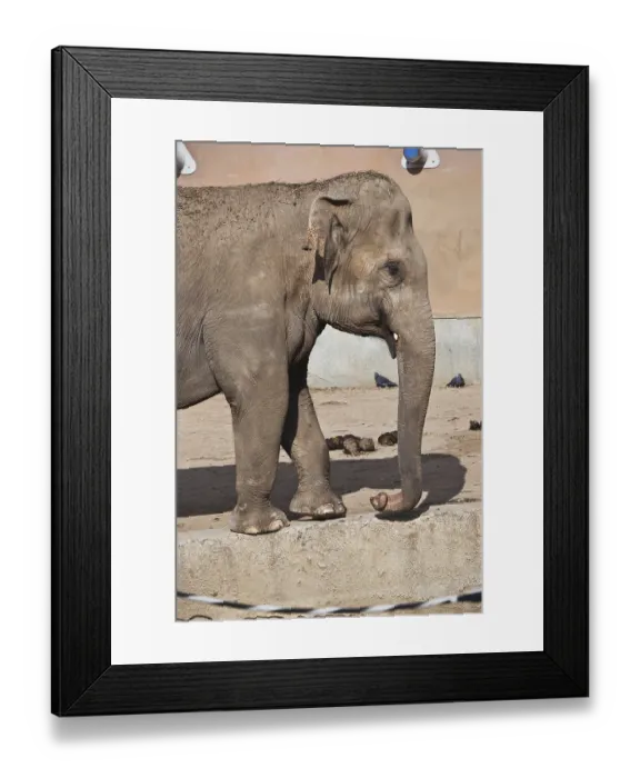 Framed Print : Beautiful photo of huge gray elephant walking in zoo