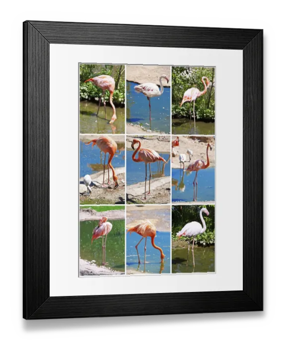 Framed Print : Beautiful Flamingo staying in water, zoo lake Framed Print : Beautiful Flamingo staying in water, zoo lake