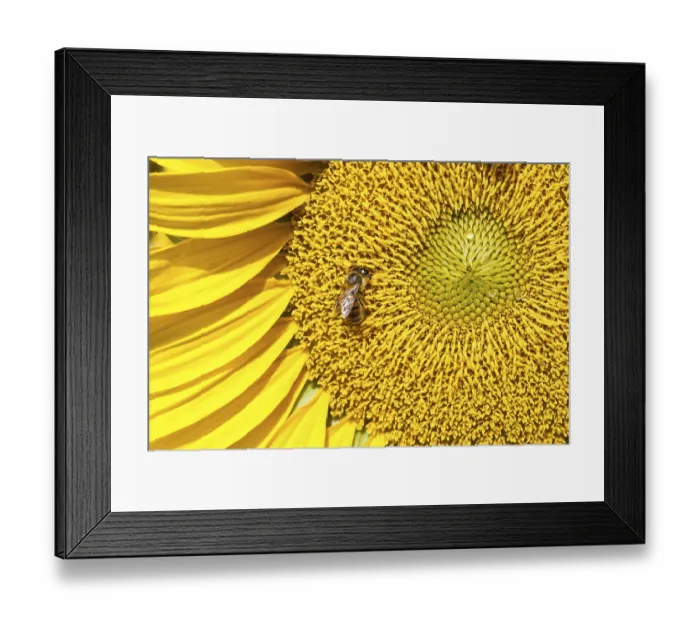 Framed Print : Beautiful close-up photo of big yellow sunflower