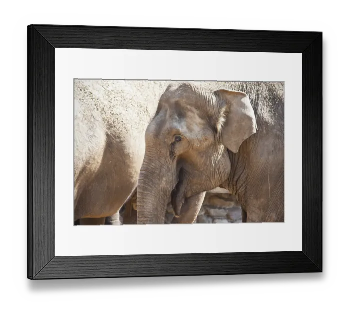 Framed Print : Beautiful photo of huge gray elephant walking in zoo