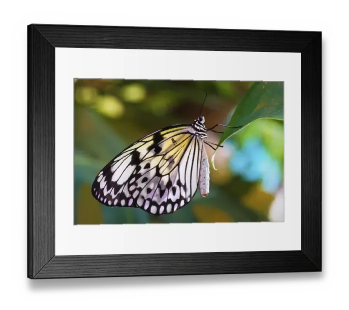 Framed Print : Macro photo of butterfly sitting on flower