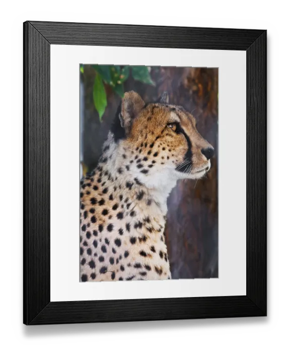Framed Print : Beautiful close-up portrait of young graceful Cheetah Framed Print : Beautiful close-up portrait of young graceful Cheetah