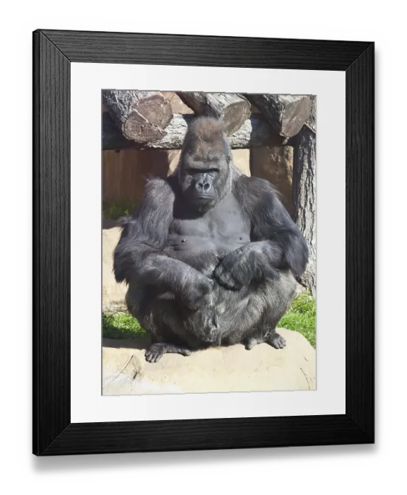 Framed Print : Nice photo of black African gorilla in zoo
