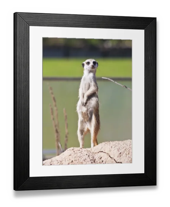 Framed Print : Funny and cute African rodent Meerkat or Suricate