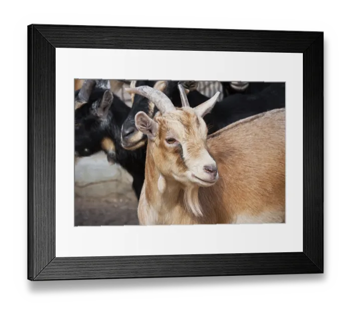 Framed Print : Nice close-up portrait of cute baby goat Framed Print : Nice close-up portrait of cute baby goat