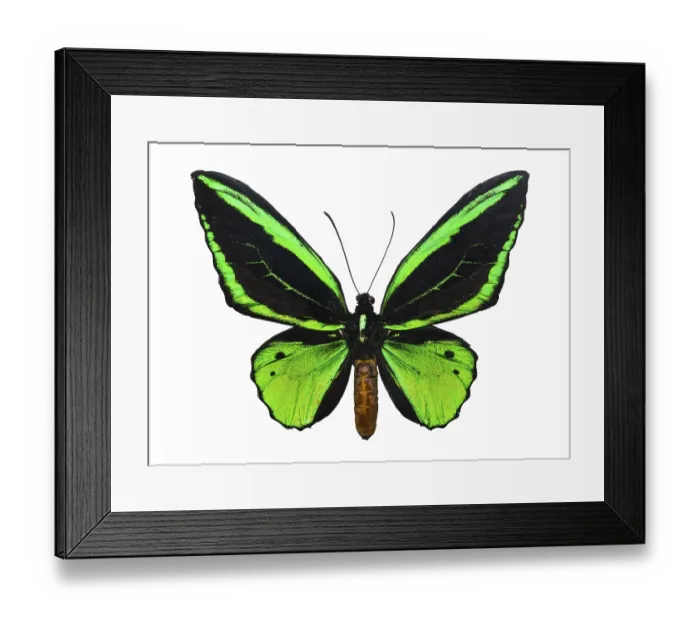 Framed Print : Beautiful tropical butterfly Ornithoptera priamus isolated on white background Framed Print : Beautiful tropical butterfly Ornithoptera priamus isolated on white background