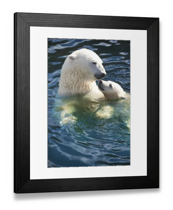 Framed Print : Nice photo of cute white polar bear Framed Print : Nice photo of cute white polar bear