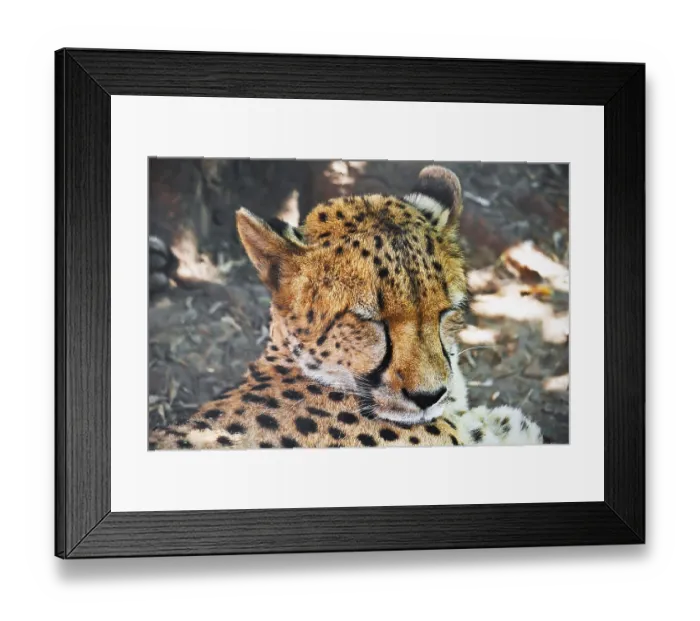 Framed Print : Beautiful close-up portrait of young graceful Cheetah Framed Print : Beautiful close-up portrait of young graceful Cheetah