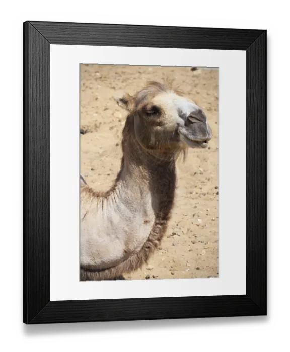 Framed Print : Nice close up photo of big camel Framed Print : Nice close up photo of big camel